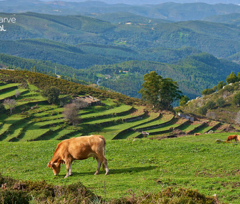 Concelho de Monchique